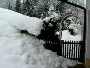Our neighbor's garden gate