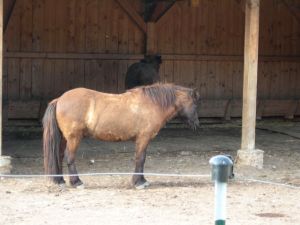 Ramsau horse